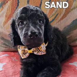 Sand - Brindle female Poodle puppy in St. James City, Florida from P.I. STANDARD POODLES