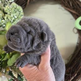 Sparkle - Blue female Chinese Shar-Pei puppy in Four Oaks, North Carolina from DCSHARPEI