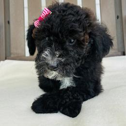 Callie - Sable female Goldendoodle puppy in Auburn, Indiana from Martin’s Doodles