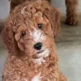 Bahama Mama - Red male Cavapoo puppy in South Jordan, Utah from Diamond Companions