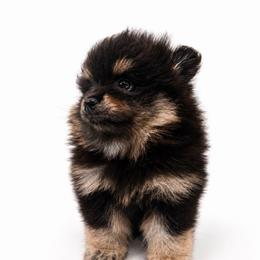 Bo-Peep - Black and tan female Pomeranian puppy in Hampton, Virginia from Hearts Of Love
