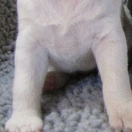 Jack Russell Terrier Puppies from Spritely Jack Russell Terriers