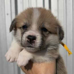 Yellow Collar Female - Sable female Pembroke Welsh Corgi puppy in Victoria, Texas from Clear Creek Corgis