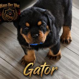 Blue boy - Black and mahogany male Rottweiler puppy in Lake City, Florida from Haus Der Wut Kennels