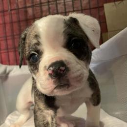 Girl 6 - White and black female American Bulldog puppy in La Porte, Indiana from Slayton's American Bulldogs
