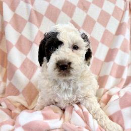 Girl 3 - female Newfypoo puppy in Bloomfield, Iowa from Schooley Doodles