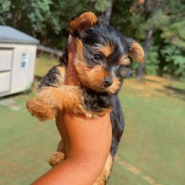 Boy 2 - Black and tan male Yorkshire Terrier puppy in Louisburg, North Carolina from Nell’s Adorable Yorkshire’s