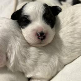 Maltipoo Puppies from Sunshine’s Maltipoo’s