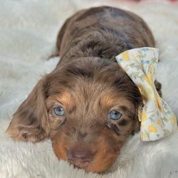 Kai - Dapple female Dachshund puppy in Lakeland, Florida from Elite Doxies Florida