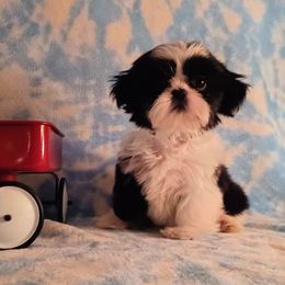 Beau - Shih Tzu