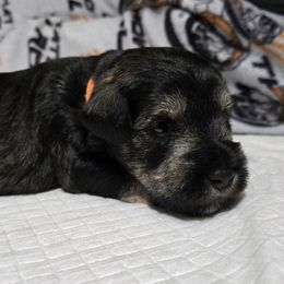 Pumpkin - Black and silver male Miniature Schnauzer puppy in Hurst, Texas from SSPuppy - Sophisticated Schnauzers