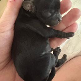 Girl 1 - Black and white female Cavalier King Charles Spaniel puppy in Melbourne, Florida from Majestic Cavaliers of Melbourne FL