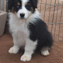 Brock - Black tri-color male Australian Shepherd puppy in San Tan Valley, Arizona from Mott Ranch - Blazin' Sun Aussies