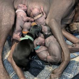 Boy 5 - male Xoloitzcuintli puppy in Tecumseh, Oklahoma from Junkyard Xolos