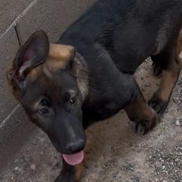 Uno - Sable male German Shepherd puppy in Surprise, Arizona from Vom Wustefeuer German Shepherds