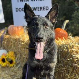 German Shepherd puppies from Zwinger aus dem Nordsternstaat