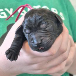 U Up - Black male Labrador Retriever puppy in Martinsburg, West Virginia from Fetching Labrador Retrievers