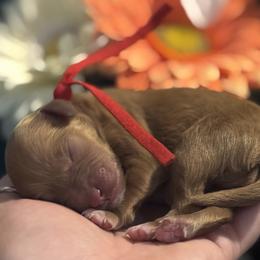 Cavapoo Puppies from Honey & Lemon Royalty