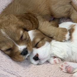 Cavalier King Charles Spaniel Puppies from Infinity Paws Cavaliers