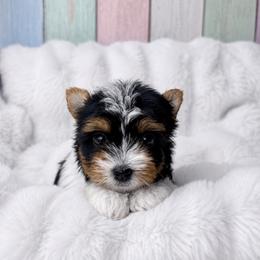 Small girl Chloe 3800 short legs - Black tan and white female Biewer Terrier puppy in Douglas, Georgia from South Georgia Yorkies and Biewers