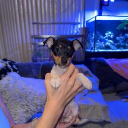 Pup B - White black and tan male Toy Fox Terrier puppy in Clermont, Florida from Debbie Hiles's Toy Fox Terriers