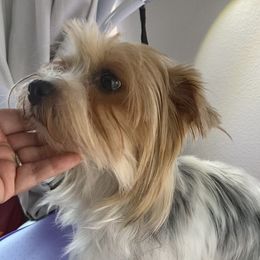Daisy - Yorkshire Terrier