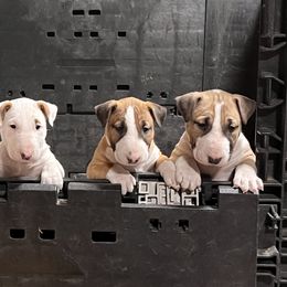 Bull Terrier Puppies from Mark My Words Bull Terriers