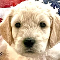 Girl 3 - Double Doodle puppy in El Cajon, California from Calibear Doodles