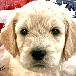 Girl 3 - Double Doodle puppy in El Cajon, California from Calibear Doodles