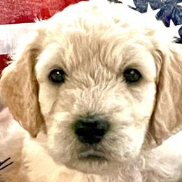 Girl 3 - Double Doodle puppy in El Cajon, California from Calibear Doodles