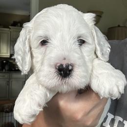 Apollo - Cream male Australian Labradoodle puppy in Chuluota, Florida from Delano Australian Labradoodles