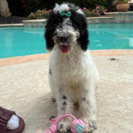 Lady Panda - Parti female Labradoodle puppy in Houston, Texas from Prime & Prissy Pooches
