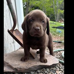 Labrador Retriever Puppies from Mountain View Labrador Retrievers