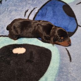 Tracker - Black and rust male Miniature Pinscher puppy in Grove, Oklahoma from K&J's Min Pins Of Grand Lake