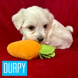 Durpy - White male Coton de Tulear puppy in Provo, Utah from New Canyon Havanese & Coton Puppies