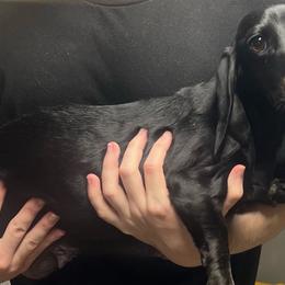 Vada - Dachshund