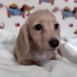 Izzy - Cream female Dachshund puppy in Dothan, Alabama from Little House Pups