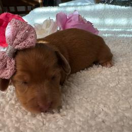 Honeysuckle - Red female Dachshund puppy in Ontario, Oregon from Get A Long Little Doggie