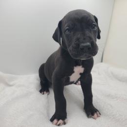 Belle - Black female Great Dane puppy in Kannapolis, North Carolina from Carolina Great Danes & Toy Poodles