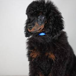 Buzz - Phantom male Poodle puppy in Caldwell, Idaho from Boise Doodle Co.