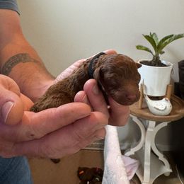 Boy 2 - male Poodle puppy in Olympia, Washington from Che Bella Amore Lagotti