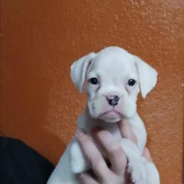 Haze - White female Boxer puppy in Cannon Falls, Minnesota from Pattys Boxers and Bulldogs