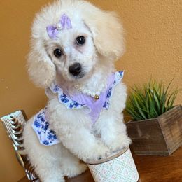 Cockapoo Skye - Cream female Poodle puppy in Ocoee, Florida from Puppie Poos 4 U
