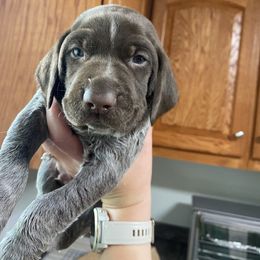 Light Green Male - Liver roan German Shorthaired Pointer puppy in South Carolina from One Shot Shorthairs