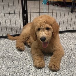 Red Collar - Cream Labradoodle puppy in Visalia, California from Junebug’s Labradoodles