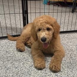 Red Collar - Cream Labradoodle puppy in Visalia, California from Junebug’s Labradoodles
