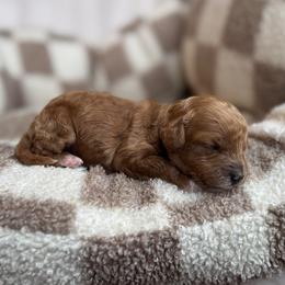 Willow - Red female Cavapoo puppy in Orrstown, Pennsylvania from Pawfect Fur Friends