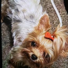 Yorkshire Terrier Puppies from Heaven Sent Yorkies