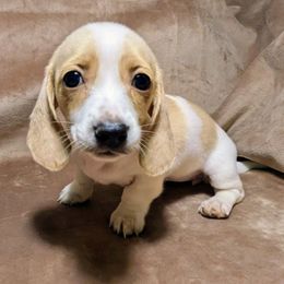 Muffin - Piebald female Dachshund puppy in Central Point, Oregon from MRS Long Dog Ranch