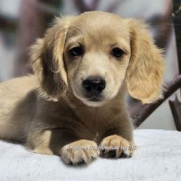 Carrie (3975) - Cream female Dachshund puppy in Ovett, Mississippi from Anytime Dachshunds by D.B.